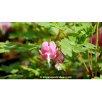 DICENTRA spectabilis DICENTRA spectabilis