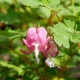 DICENTRA spectabilis