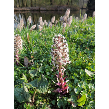 PETASITES paradoxus