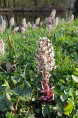 PETASITES paradoxus