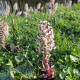 PETASITES paradoxus