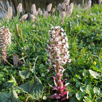 PETASITES paradoxus