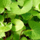 LIGULARIA wilsoniana