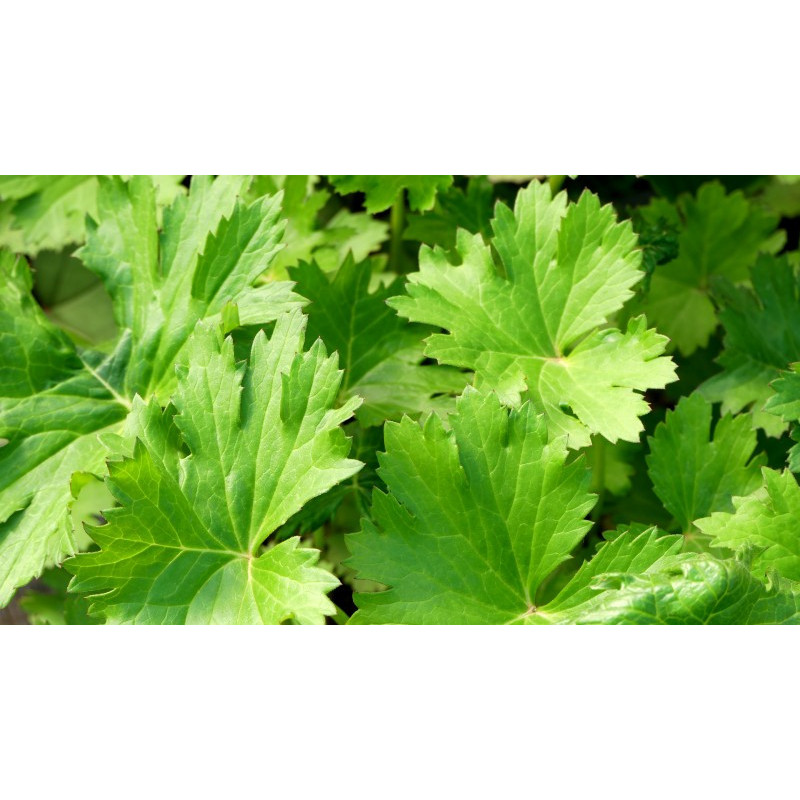 LIGULARIA x palmatiloba