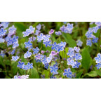OMPHALODES cappadocica 'Starry Eyes'