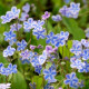OMPHALODES cappadocica 'Starry Eyes'