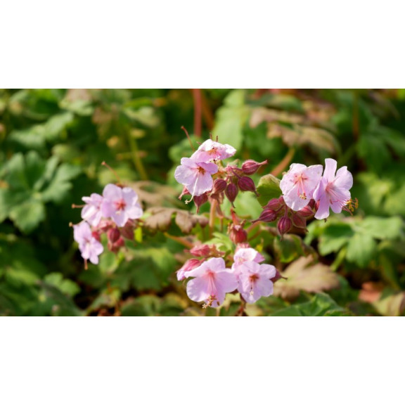 GERANIUM macrorrhizum 'Ingwersen's Variety'