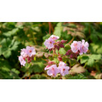 GERANIUM macrorrhizum 'Ingwersen's Variety'