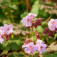 GERANIUM macrorrhizum 'Ingwersen's Variety'