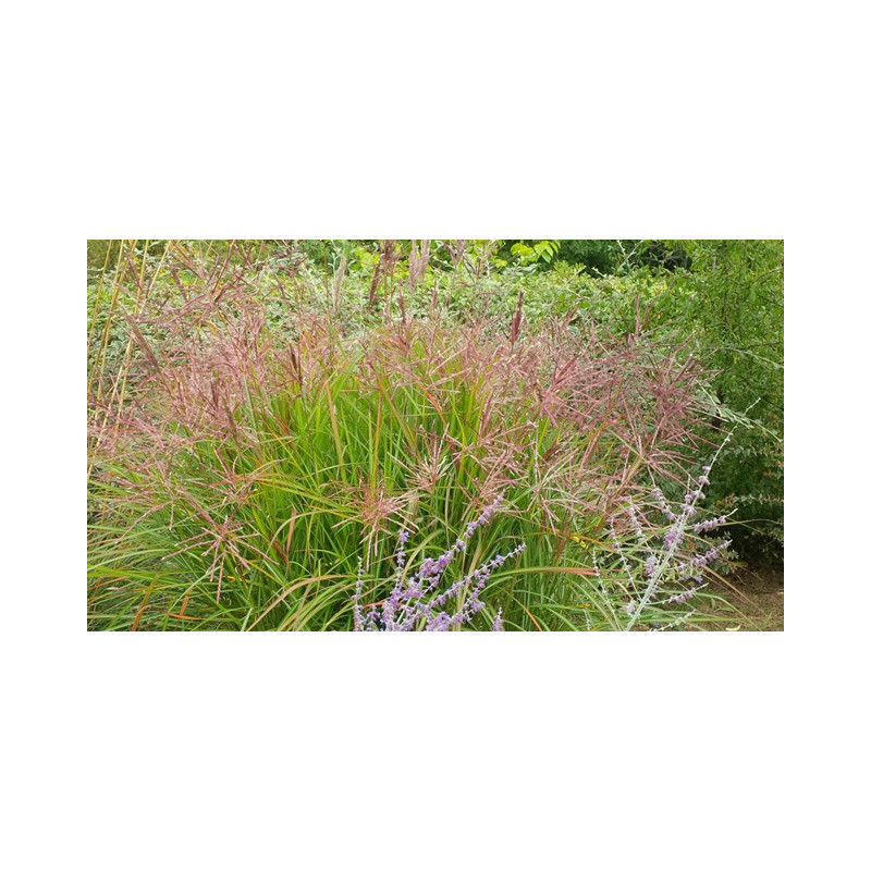 MISCANTHUS sinensis 'Ferner Osten'