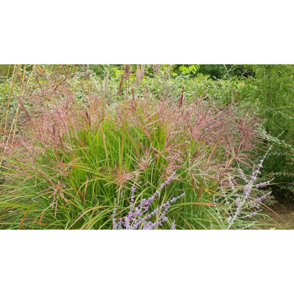 MISCANTHUS sinensis 'Ferner Osten'