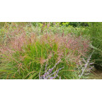MISCANTHUS sinensis 'Ferner Osten'