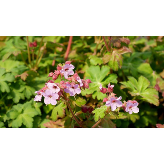 GERANIUM macrorrhizum 'Ingwersen's Variety'