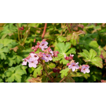 GERANIUM macrorrhizum \'Ingwersen\'s Variety\'