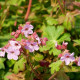 GERANIUM macrorrhizum 'Ingwersen's Variety'