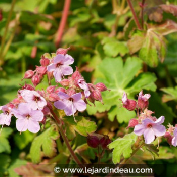 GERANIUM macrorrhizum &#039;Ingwersen&#039;s Variety&#039;