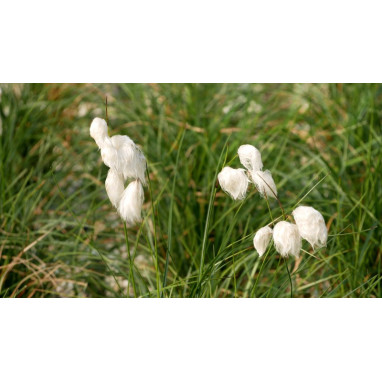 ERIOPHORUM angustifolium