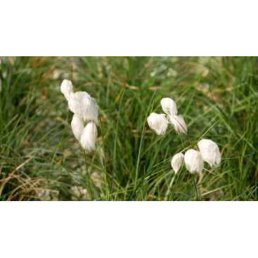 ERIOPHORUM angustifolium