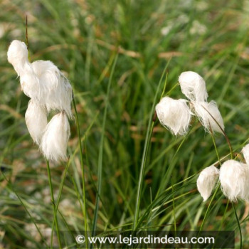 ERIOPHORUM angustifolium