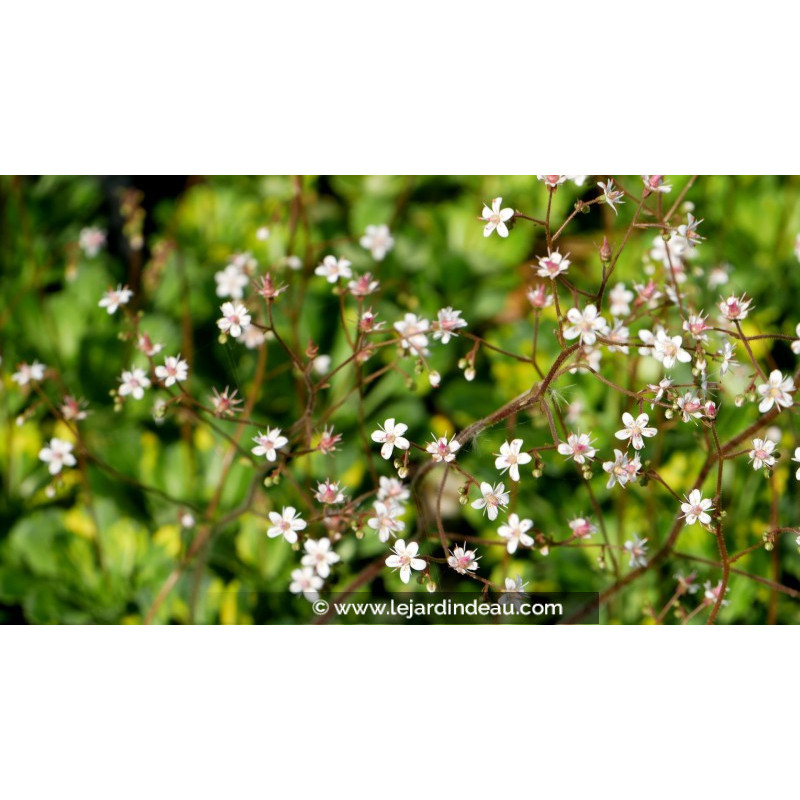 SAXIFRAGA x urbium 'Aureopunctata'