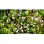 SAXIFRAGA x urbium 'Aureopunctata'