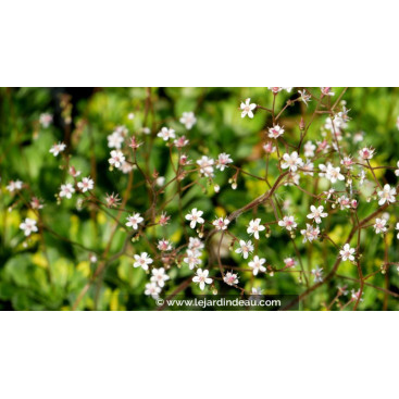 SAXIFRAGA x urbium \'Aureopunctata\'