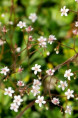 SAXIFRAGA x urbium 'Aureopunctata'