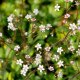 SAXIFRAGA x urbium 'Aureopunctata'