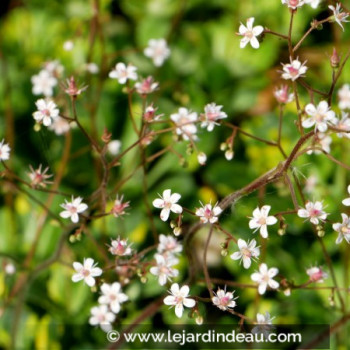 SAXIFRAGA x urbium &#039;Aureopunctata&#039;