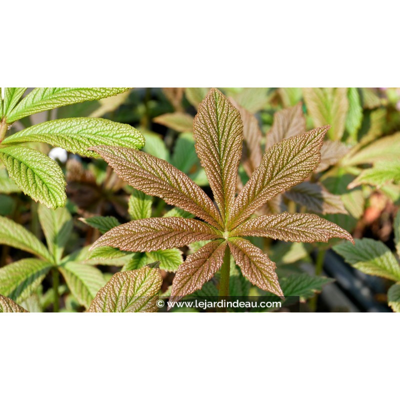 RODGERSIA pinnata