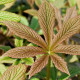 RODGERSIA pinnata