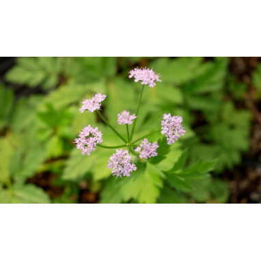 CHAEROPHYLLUM hirsutum \'Roseum\'