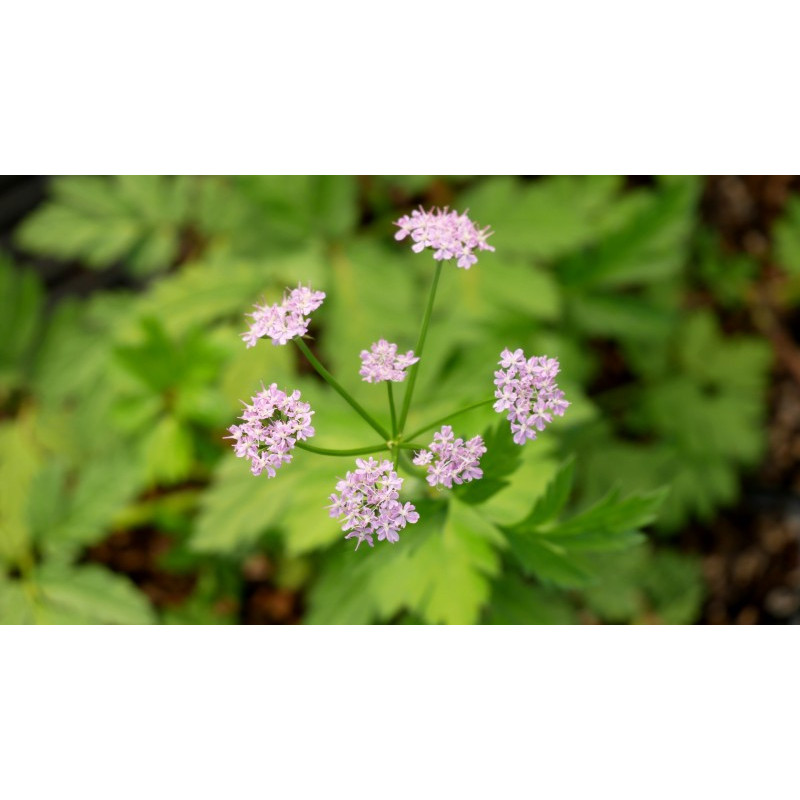 CHAEROPHYLLUM hirsutum 'Roseum'