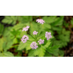CHAEROPHYLLUM hirsutum 'Roseum'