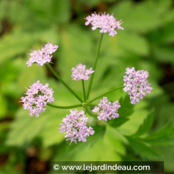 CHAEROPHYLLUM hirsutum &#039;Roseum&#039;