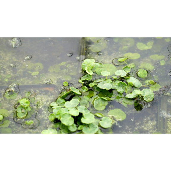 HYDROCOTYLE vulgaris