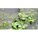 HYDROCOTYLE vulgaris
