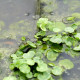 HYDROCOTYLE vulgaris