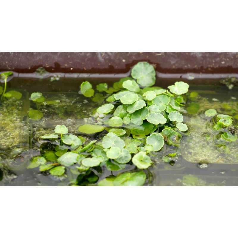 HYDROCOTYLE vulgaris