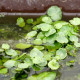 HYDROCOTYLE vulgaris