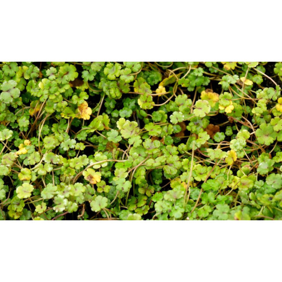 HYDROCOTYLE novae-zelandiae