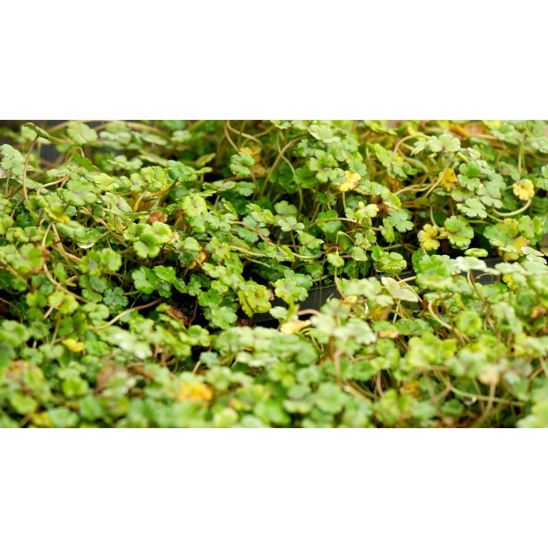 HYDROCOTYLE novae-zelandiae