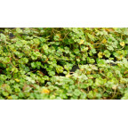 HYDROCOTYLE novae-zelandiae