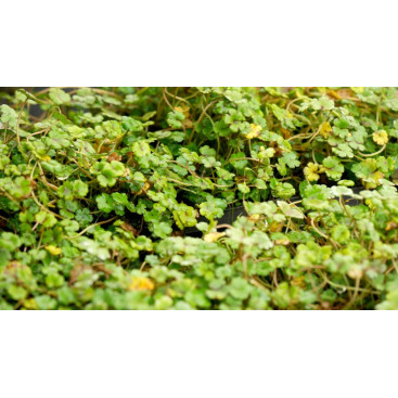 HYDROCOTYLE novae-zelandiae