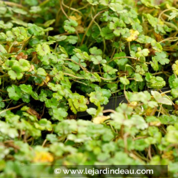 HYDROCOTYLE novae-zelandia