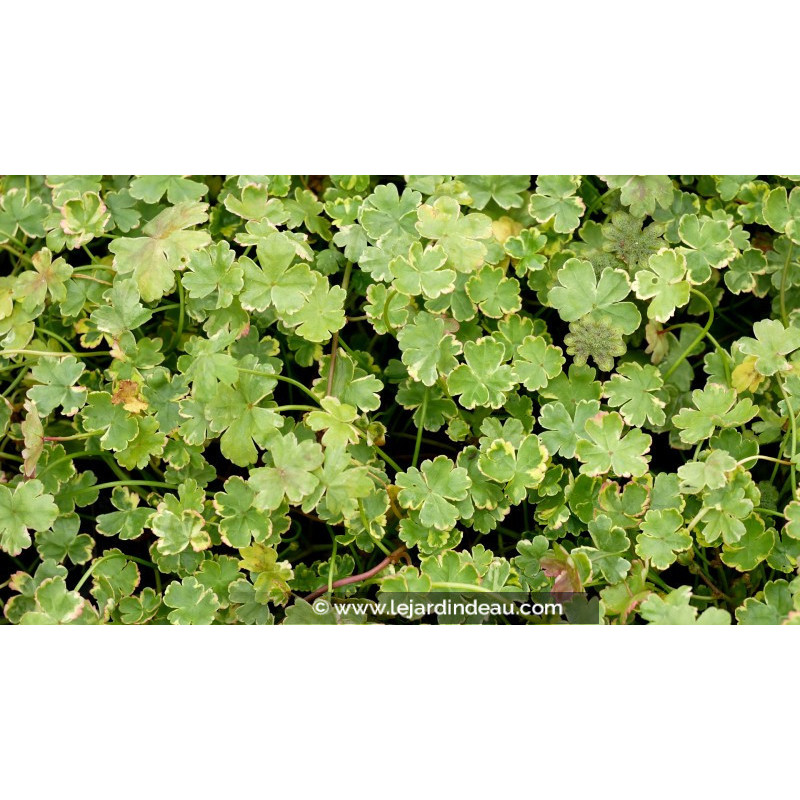 HYDROCOTYLE sibthorpioides 'Variegata'