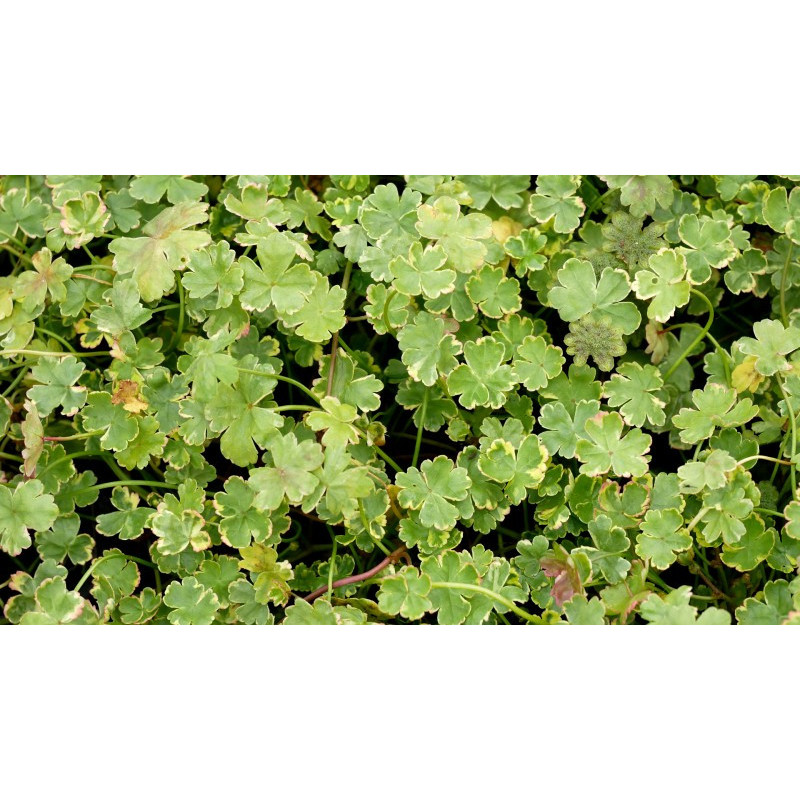 HYDROCOTYLE sibthorpioides 'Variegata'