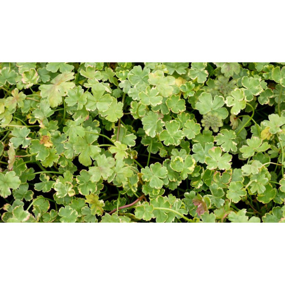 HYDROCOTYLE sibthorpioides 'Variegata'