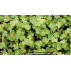 HYDROCOTYLE sibthorpioides 'Variegata'
