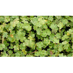 HYDROCOTYLE sibthorpioides 'Variegata'